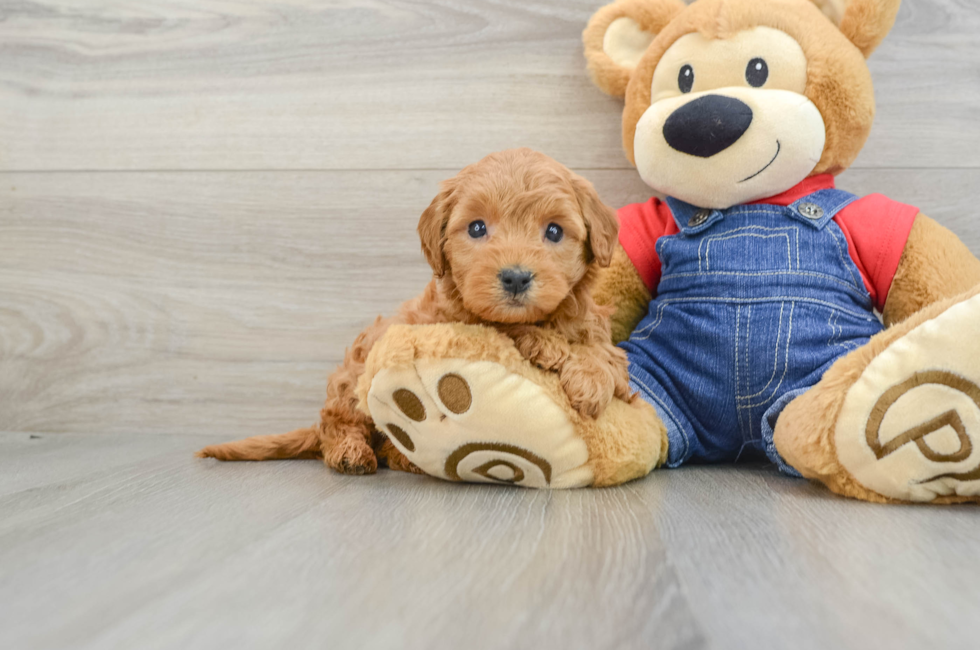 6 week old Mini Goldendoodle Puppy For Sale - Simply Southern Pups