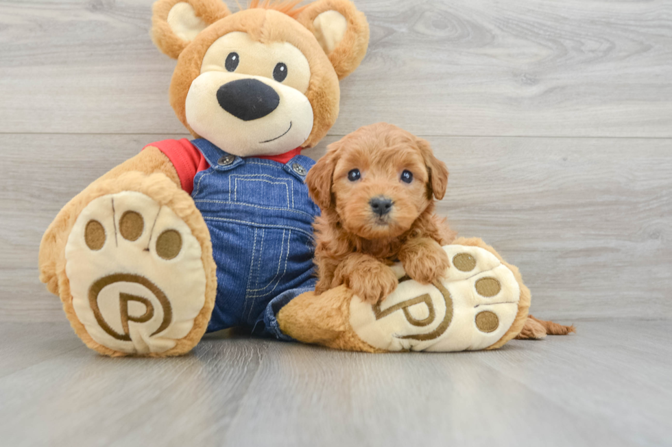 Best Mini Goldendoodle Baby