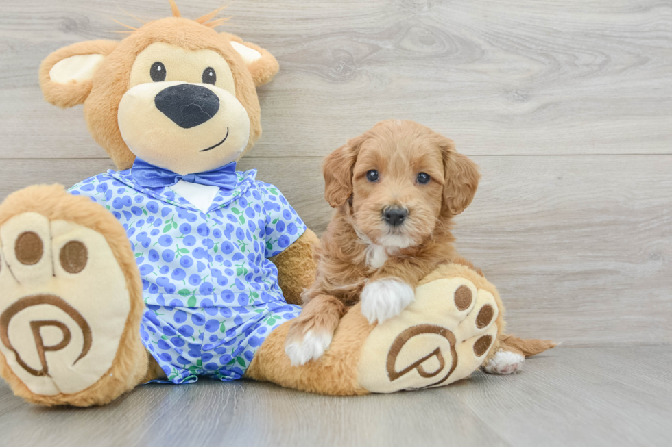 Playful Mini Groodle Poodle Mix Puppy