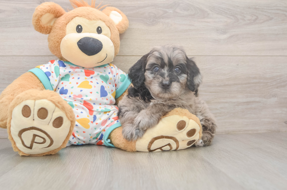 7 week old Mini Goldendoodle Puppy For Sale - Simply Southern Pups