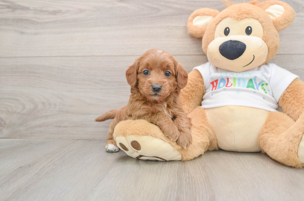 5 week old Mini Goldendoodle Puppy For Sale - Simply Southern Pups