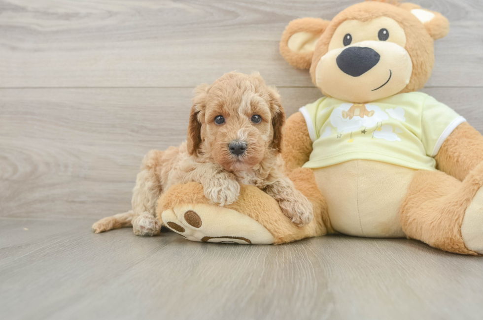 5 week old Mini Goldendoodle Puppy For Sale - Simply Southern Pups