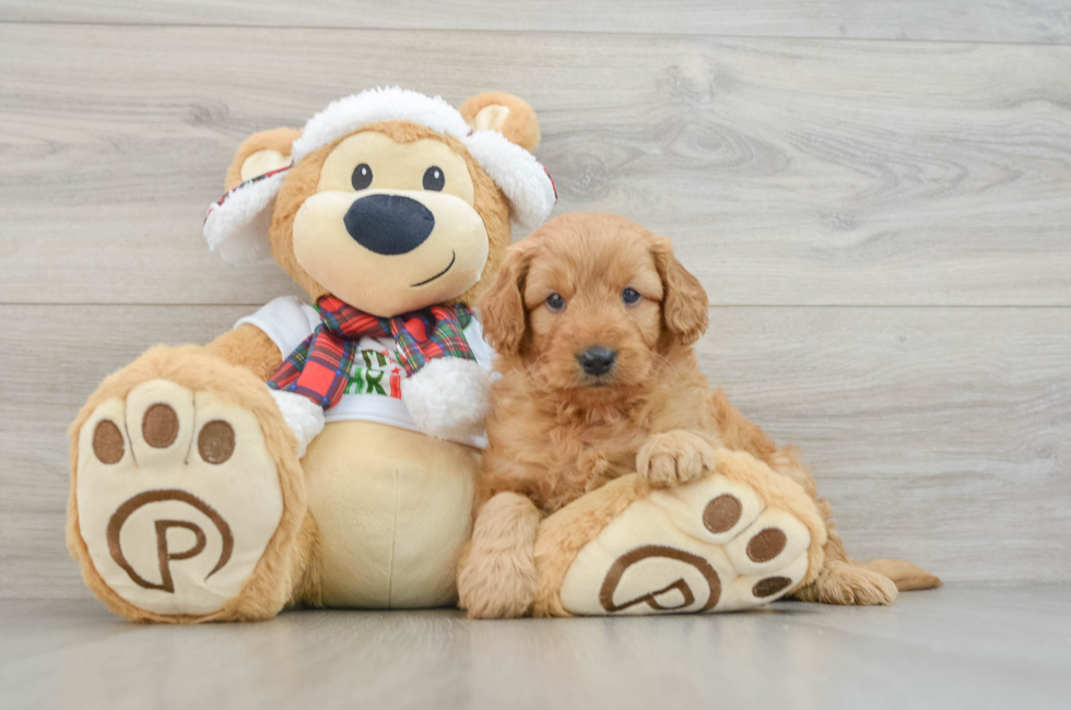 5 week old Mini Goldendoodle Puppy For Sale - Simply Southern Pups