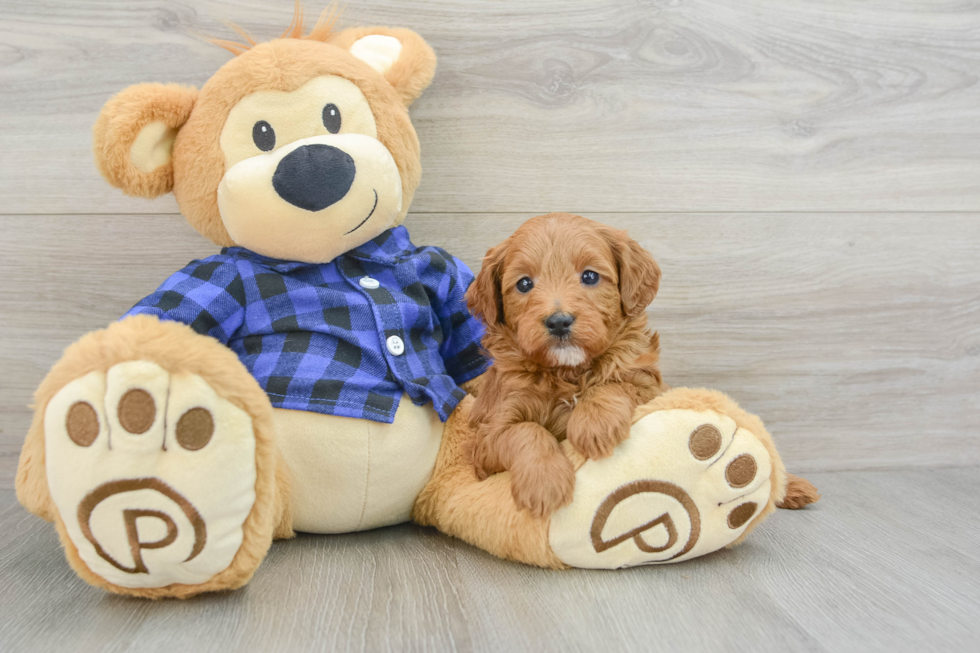 Playful Mini Groodle Poodle Mix Puppy