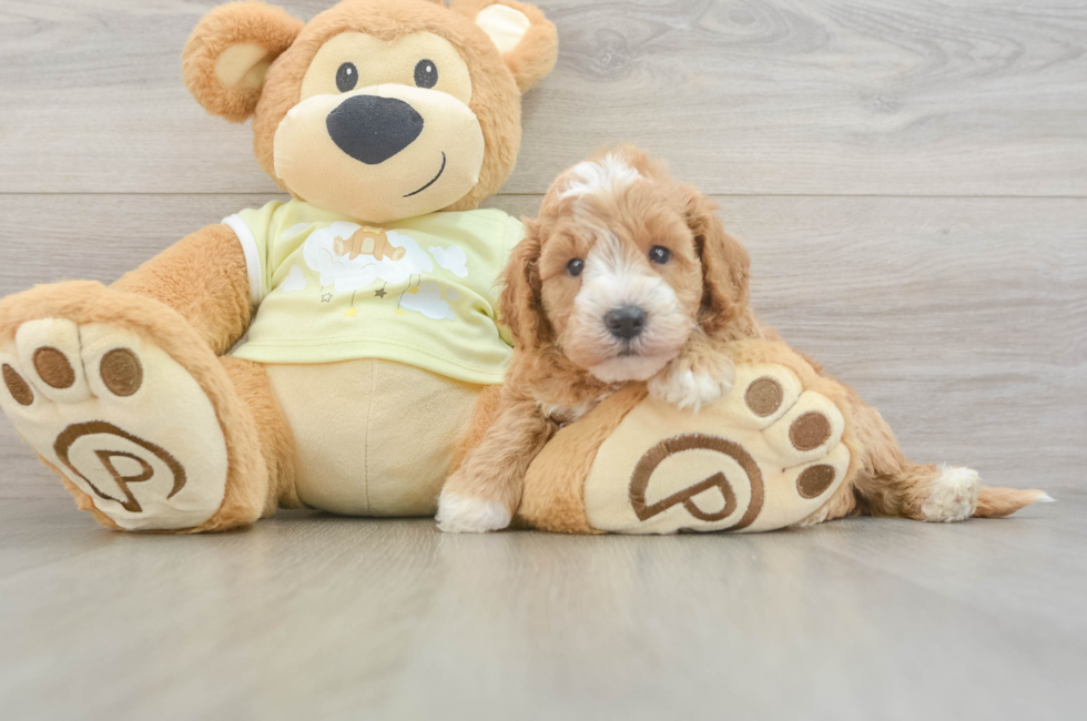 5 week old Mini Goldendoodle Puppy For Sale - Simply Southern Pups