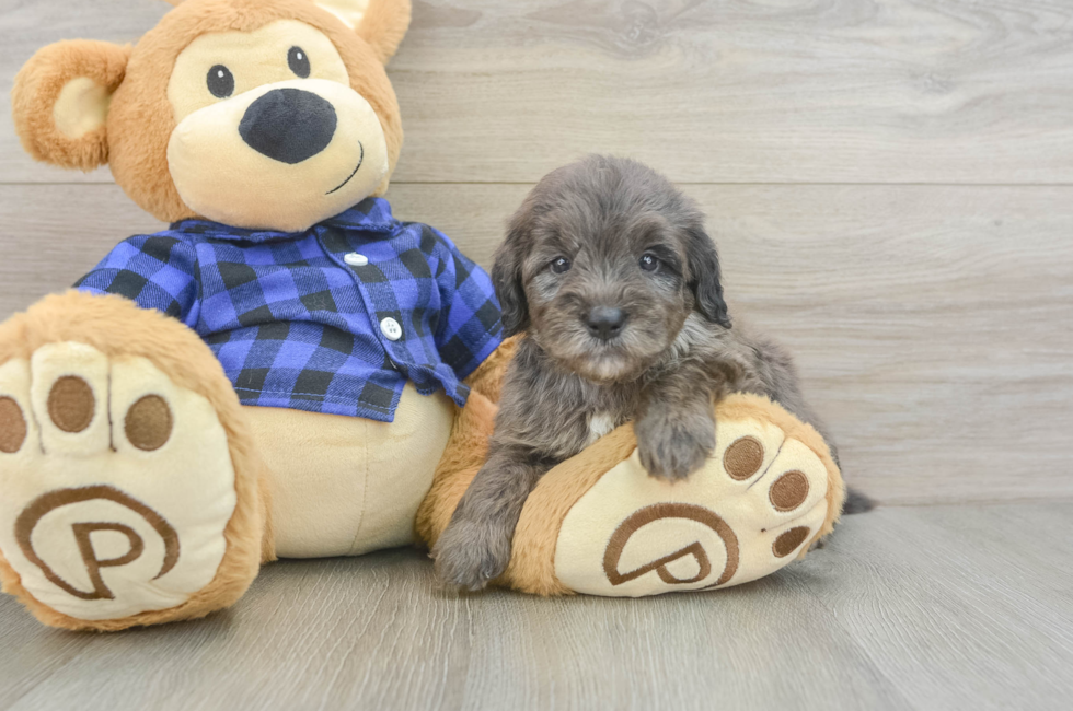 5 week old Mini Goldendoodle Puppy For Sale - Simply Southern Pups