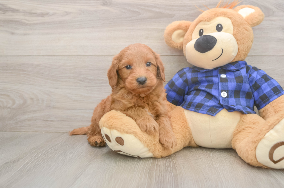 5 week old Mini Goldendoodle Puppy For Sale - Simply Southern Pups