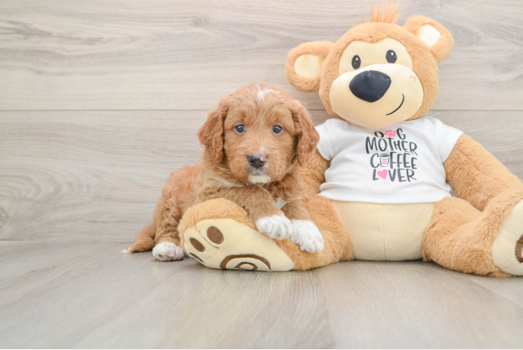 Small Mini Goldendoodle Baby
