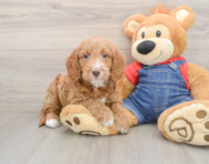 7 week old Mini Goldendoodle Puppy For Sale - Simply Southern Pups