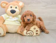 8 week old Mini Goldendoodle Puppy For Sale - Simply Southern Pups