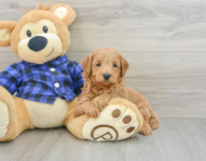 7 week old Mini Goldendoodle Puppy For Sale - Simply Southern Pups