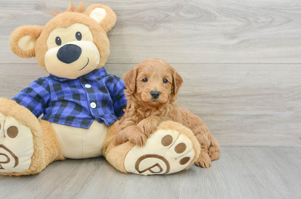 5 week old Mini Goldendoodle Puppy For Sale - Simply Southern Pups