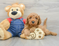 8 week old Mini Goldendoodle Puppy For Sale - Simply Southern Pups
