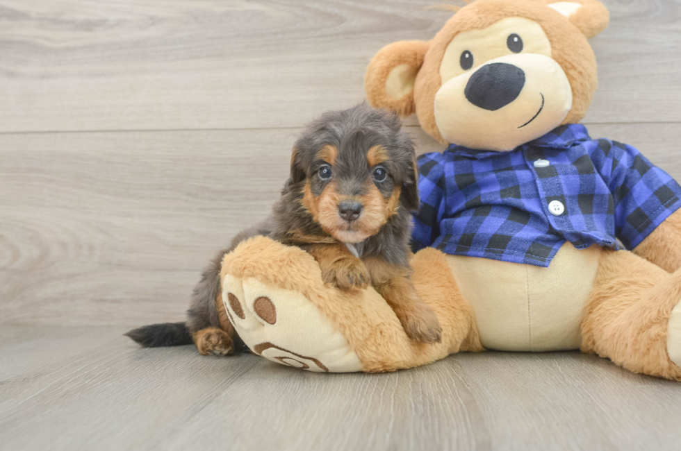 5 week old Mini Goldendoodle Puppy For Sale - Simply Southern Pups