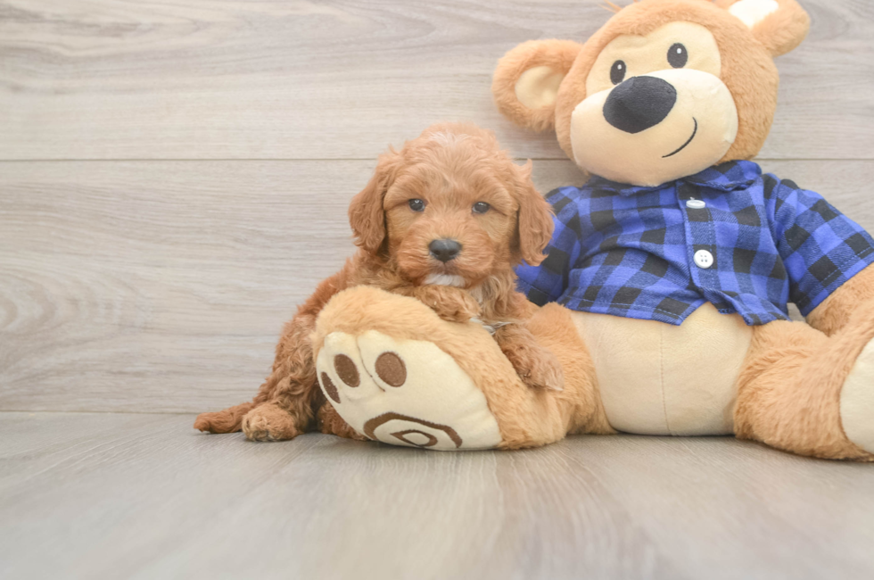 5 week old Mini Goldendoodle Puppy For Sale - Simply Southern Pups