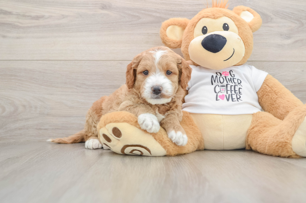 Little Mini Goldenpoo Poodle Mix Puppy
