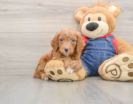 7 week old Mini Goldendoodle Puppy For Sale - Simply Southern Pups