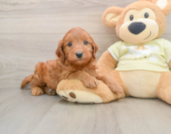 8 week old Mini Goldendoodle Puppy For Sale - Simply Southern Pups
