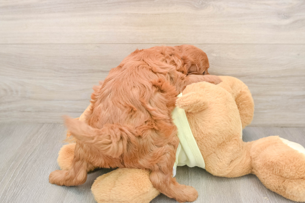 Best Mini Goldendoodle Baby