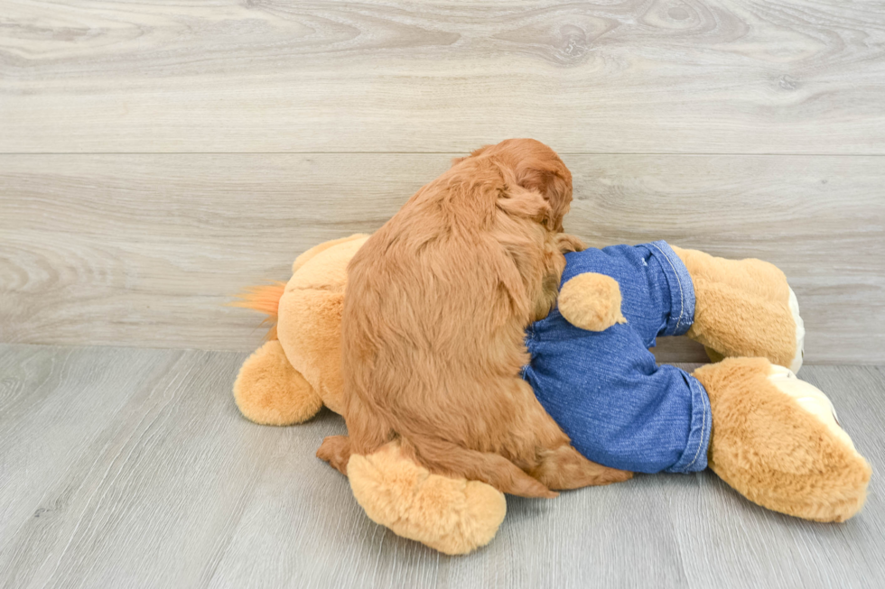 Mini Goldendoodle Pup Being Cute