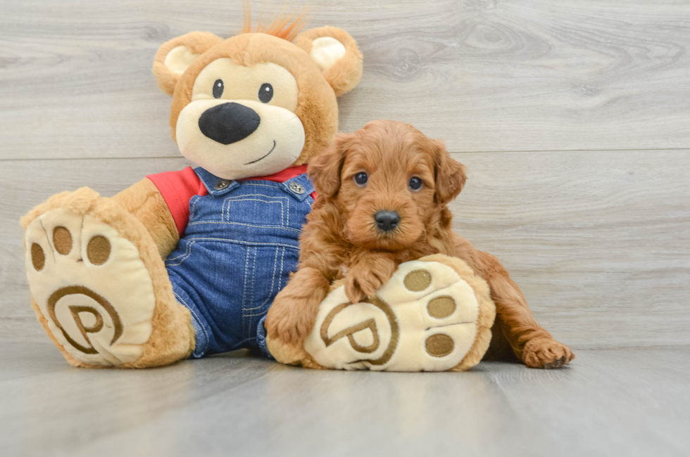 5 week old Mini Goldendoodle Puppy For Sale - Simply Southern Pups