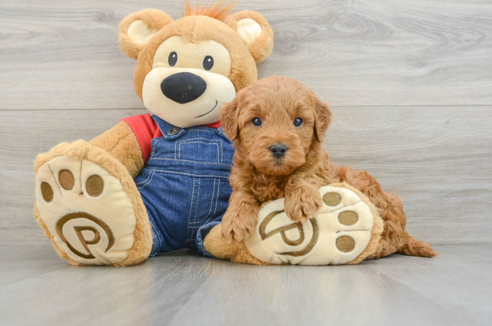 6 week old Mini Goldendoodle Puppy For Sale - Simply Southern Pups