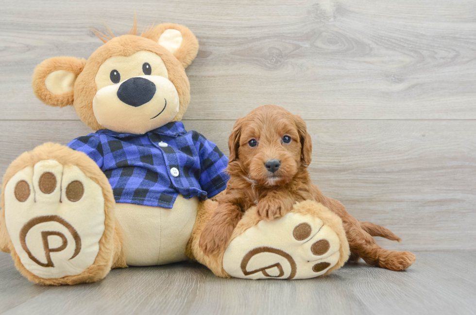 5 week old Mini Goldendoodle Puppy For Sale - Simply Southern Pups