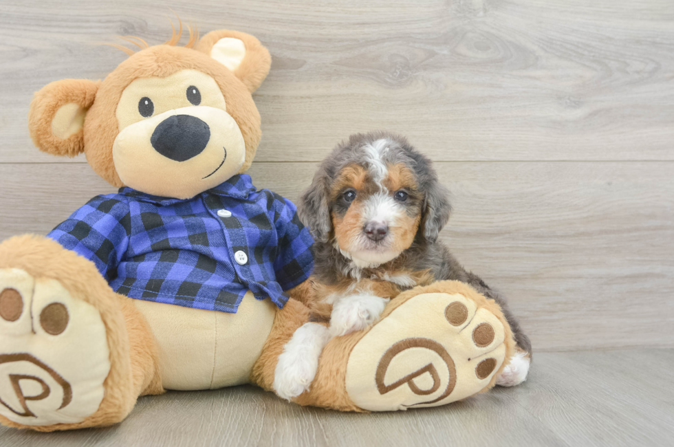 5 week old Mini Goldendoodle Puppy For Sale - Simply Southern Pups