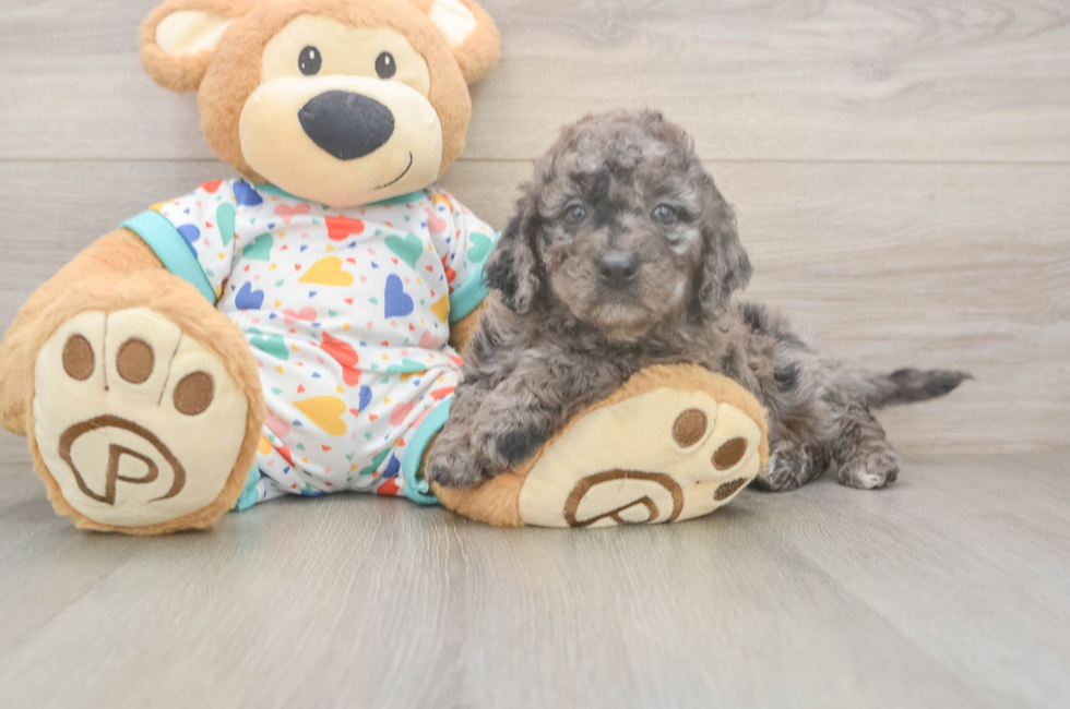 7 week old Mini Goldendoodle Puppy For Sale - Simply Southern Pups