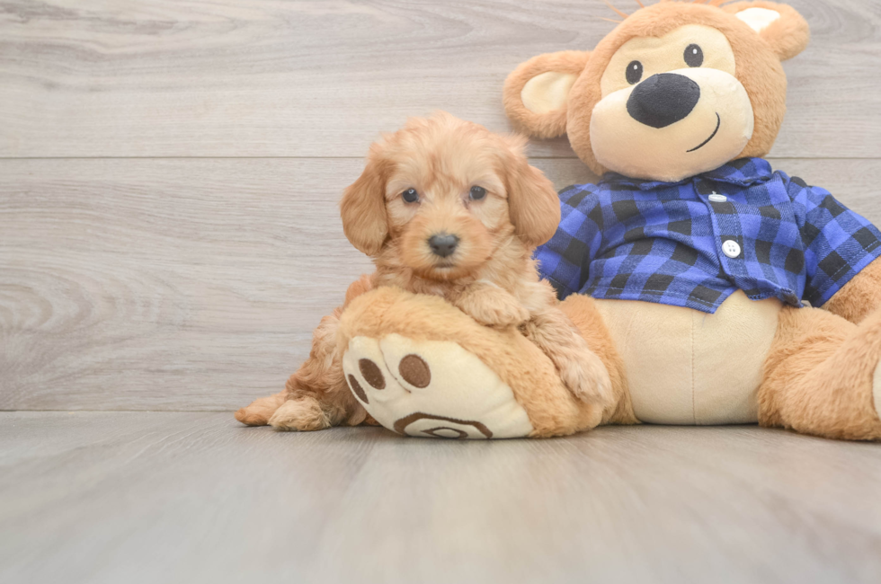 5 week old Mini Goldendoodle Puppy For Sale - Simply Southern Pups