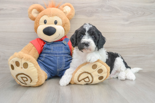 Fluffy Mini Goldendoodle Poodle Mix Pup