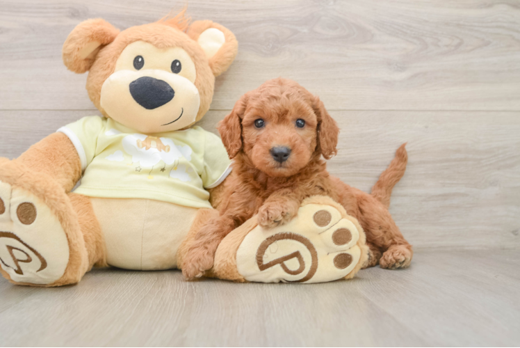 Best Mini Goldendoodle Baby