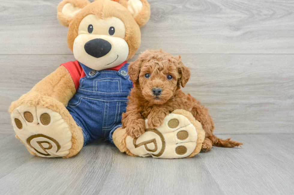 6 week old Mini Goldendoodle Puppy For Sale - Simply Southern Pups