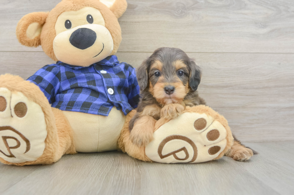 5 week old Mini Goldendoodle Puppy For Sale - Simply Southern Pups