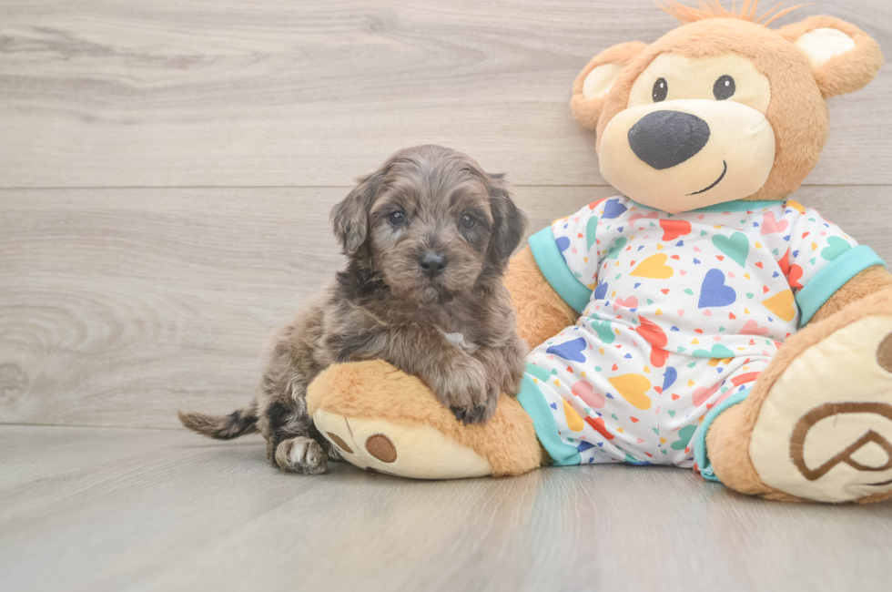 7 week old Mini Goldendoodle Puppy For Sale - Simply Southern Pups