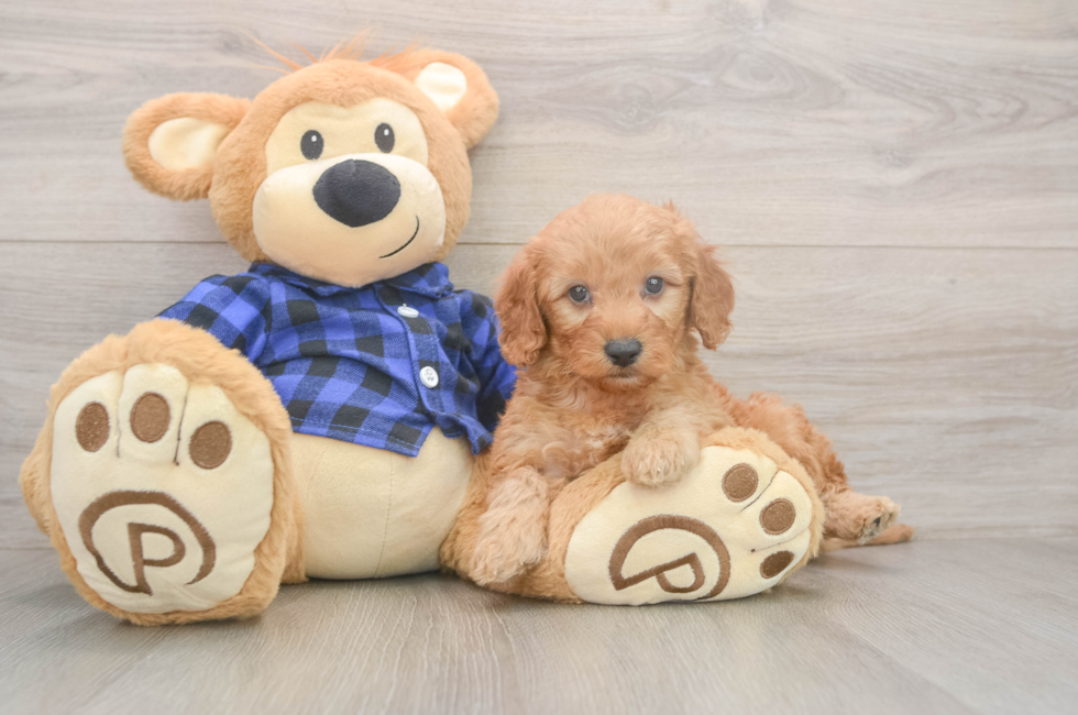 5 week old Mini Goldendoodle Puppy For Sale - Simply Southern Pups