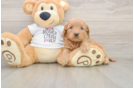 Sweet Mini Goldendoodle Baby