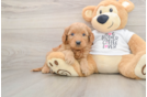 Best Mini Goldendoodle Baby