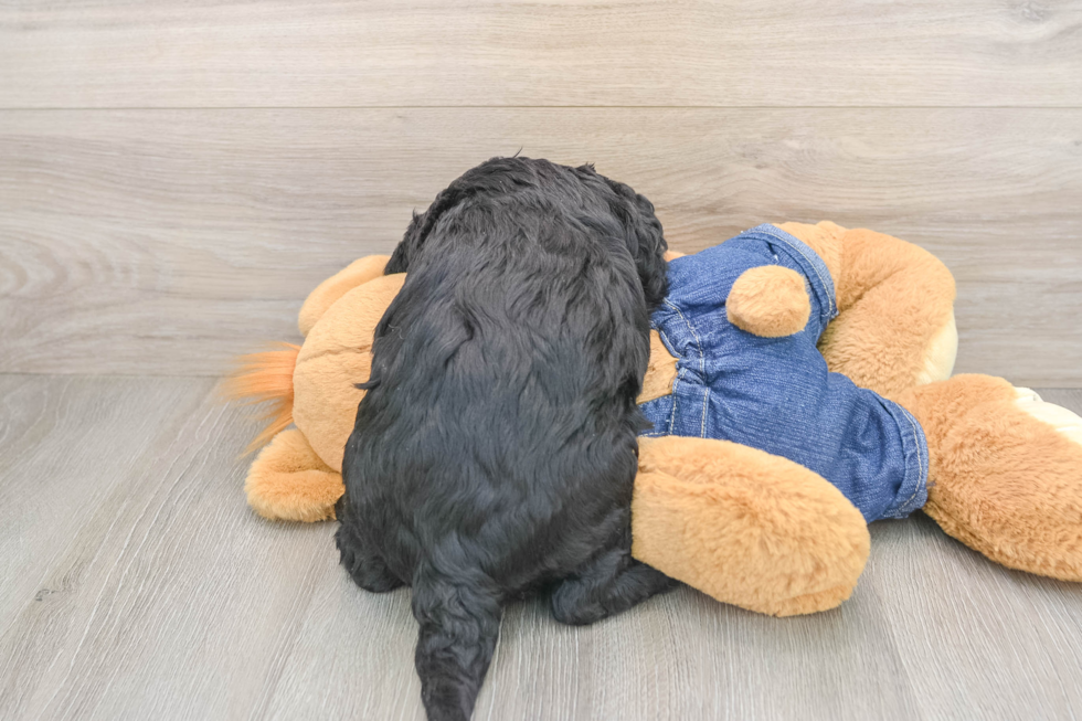 Mini Goldendoodle Pup Being Cute