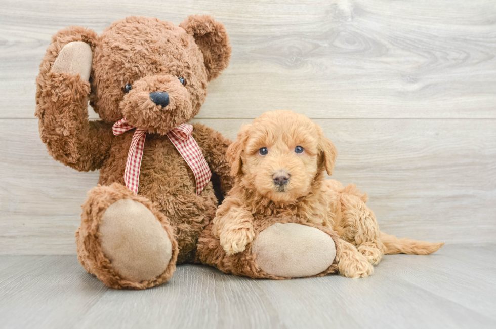 6 week old Mini Goldendoodle Puppy For Sale - Simply Southern Pups