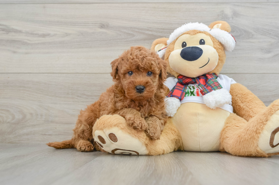 5 week old Mini Goldendoodle Puppy For Sale - Simply Southern Pups