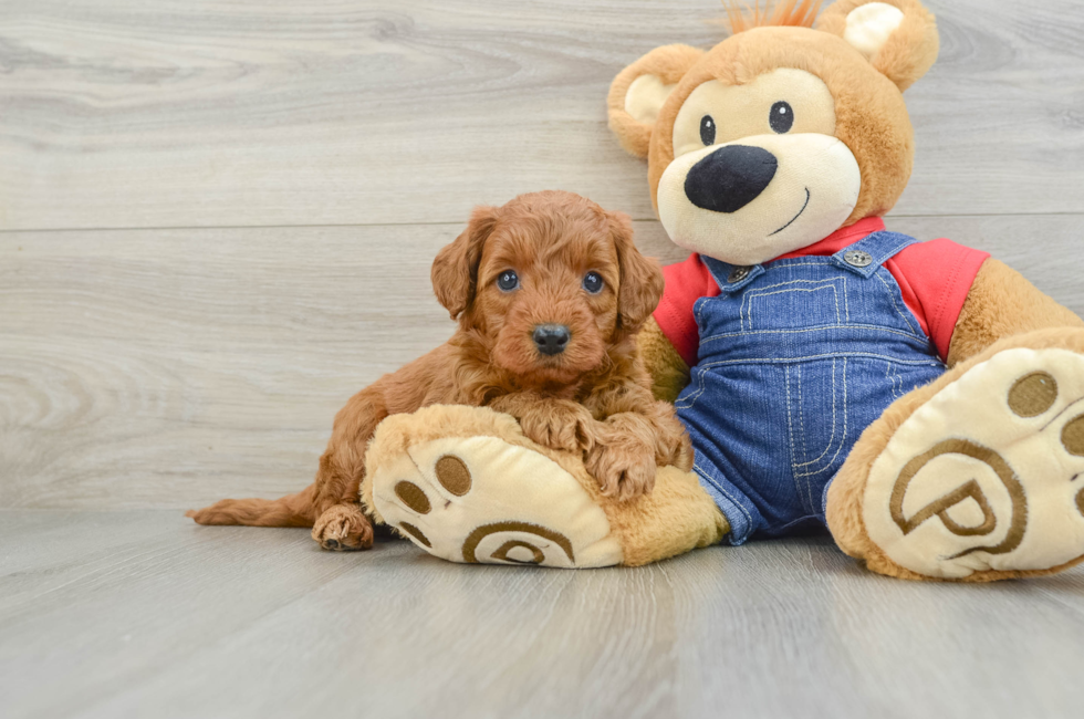 5 week old Mini Goldendoodle Puppy For Sale - Simply Southern Pups