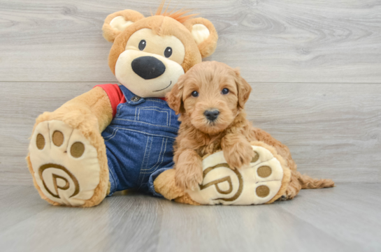 Fluffy Mini Goldendoodle Poodle Mix Pup