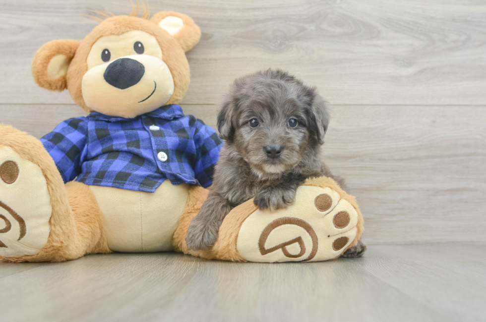 5 week old Mini Goldendoodle Puppy For Sale - Simply Southern Pups