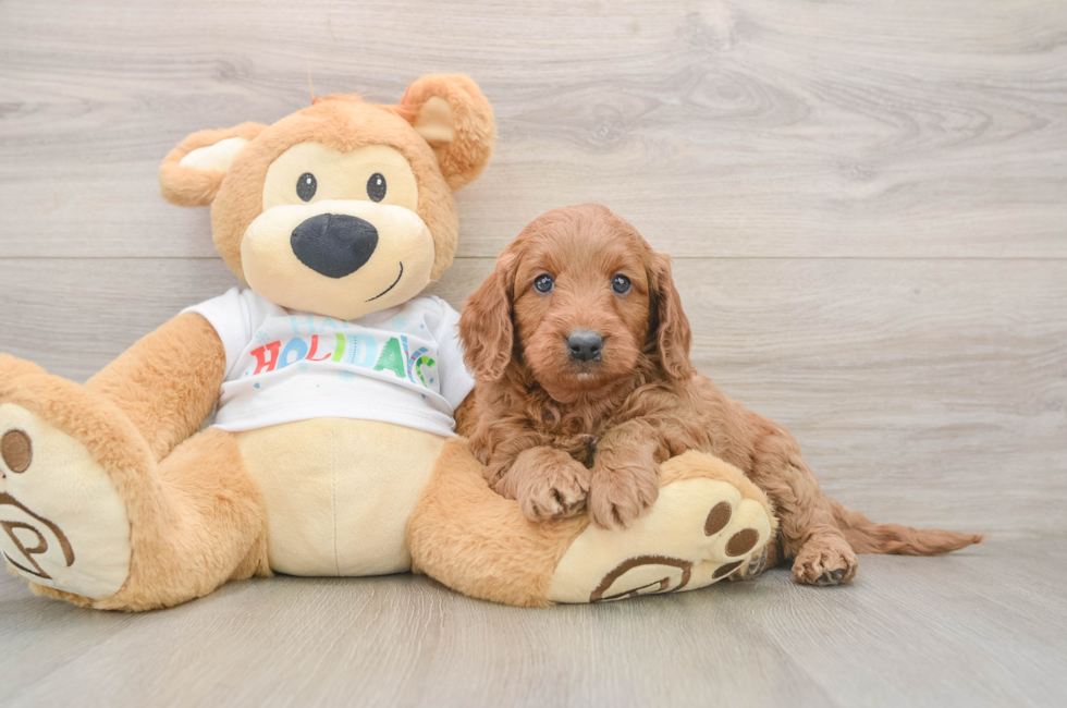 5 week old Mini Goldendoodle Puppy For Sale - Simply Southern Pups