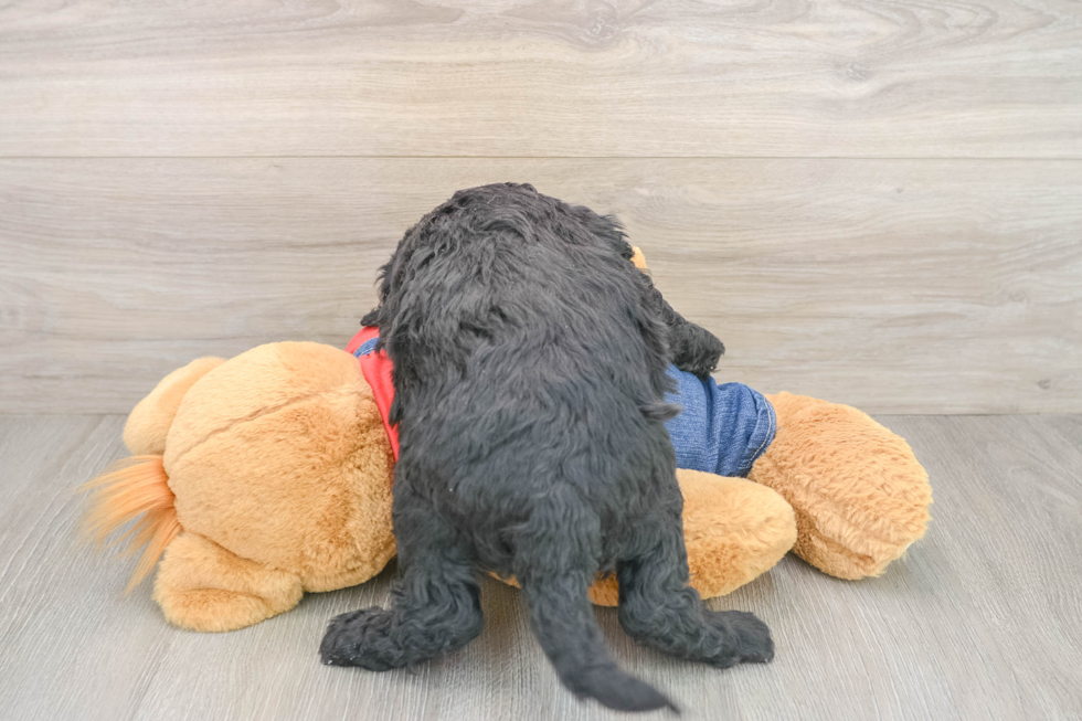 Mini Goldendoodle Puppy for Adoption