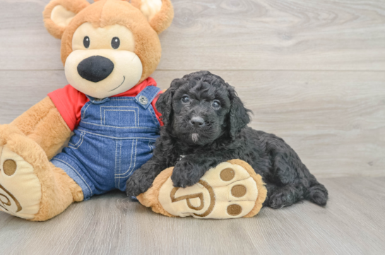 Mini Goldendoodle Puppy for Adoption