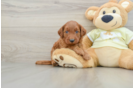 Petite Mini Goldendoodle Poodle Mix Pup
