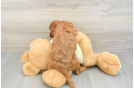 Sweet Mini Goldendoodle Baby