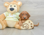 9 week old Mini Goldendoodle Puppy For Sale - Simply Southern Pups